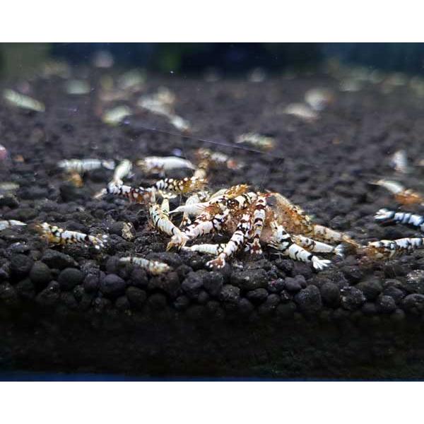 F0 SNOW 若個体（12〜15mm）10匹 エビ 蝦 アクアリウム 水草 熱帯魚 shrimp aquarium water plants