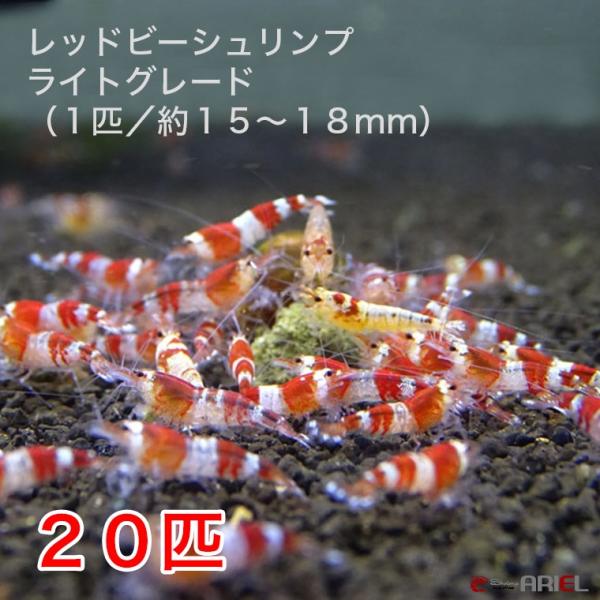 最も安価で入門用のライトグレード！死着補償サービス＋２匹【個体サイズ】１３〜１８mm前後良質レッドビーシュリンプのまとめ売りです。初心者におすすめの丈夫で安価な個体をお届けします。【グレードについて】当店ではライト、ミドル、ハイグレードの３...