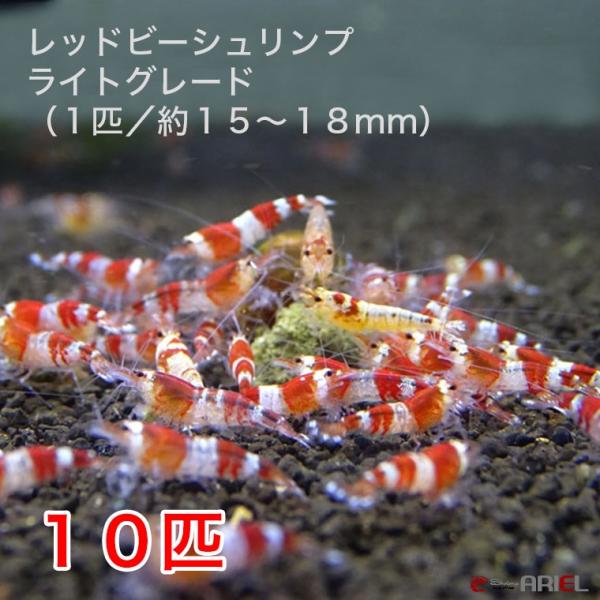 レッドビーシュリンプ60匹＋死着保証 レッドビーシュリンプ ライトグレード（10匹／13〜18mm前後）死
