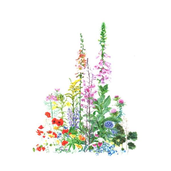 �h�J Thea GOUVERNEUR American Wild Flowers�b�h�J �A���L�b�g �h���イ�L�b�g ��  ��PUSH �A���h�J��