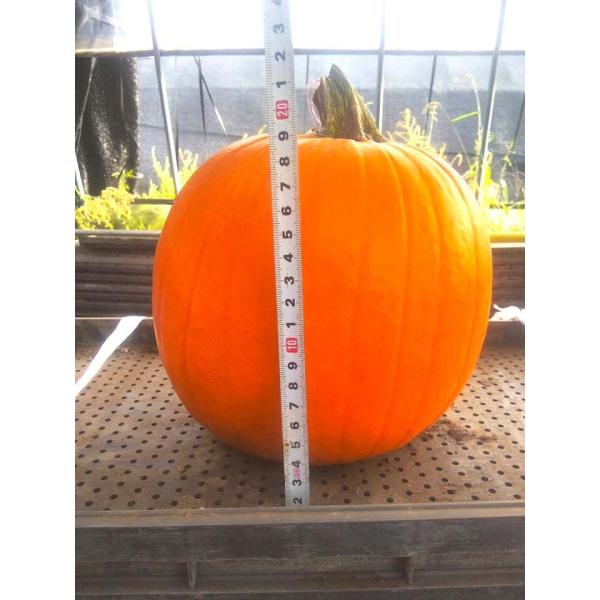 かぼちゃ ハロウィンの目玉！横に45cmぐらい かぼちゃ ハロウィンの目玉！横に45cmぐらい