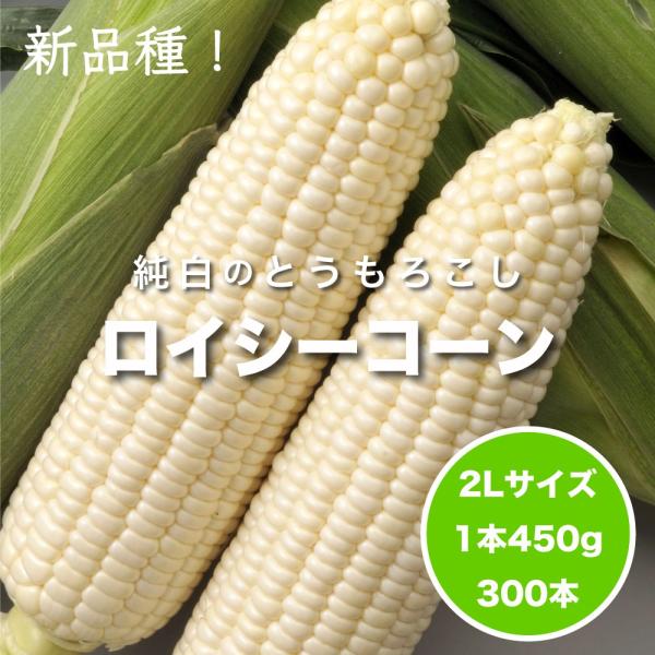 送料無料 食品 300本 野菜 9月10日頃発送 送料無料 北海道産朝収穫即日発送 Kiku900 北海道旬直公式店 しろいあま い450gの特大とうもろこしロイシーコーン2l 新品価格は安く