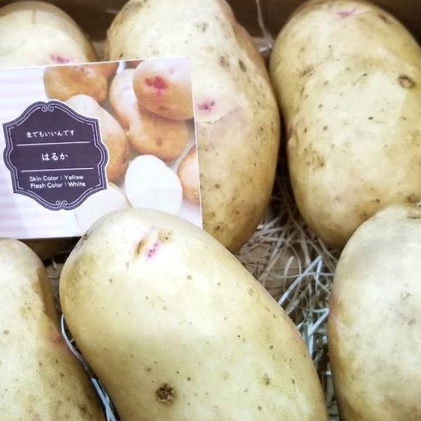 [Release date: October 15, 2017]【送料無料】北海道剣淵町産訳ありはるか５キロ【食用】北海道剣淵町の大地で育ったじゃがいもは、気候と土地がよく農作物はなんでも作ることができる所です。けんぶちVIVAマルシェでは...