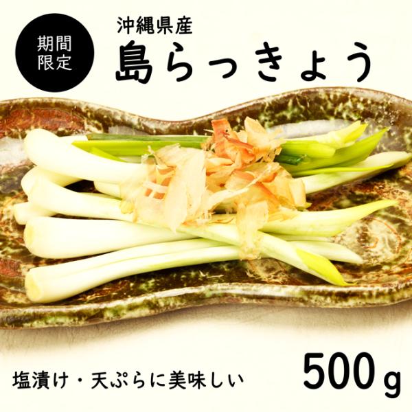【送料無料】沖縄県産 島らっきょう500g島らっきょうは伊江島の生産量が多く、赤土土壌の水はけが良く、沖縄の太陽、空気をたくさん浴び大きく育ちます。シャキシャキ食感で。様々な食べ方を楽しめる薄皮をむいて、島らっきょう塩漬け、甘酢漬け浅漬けや...