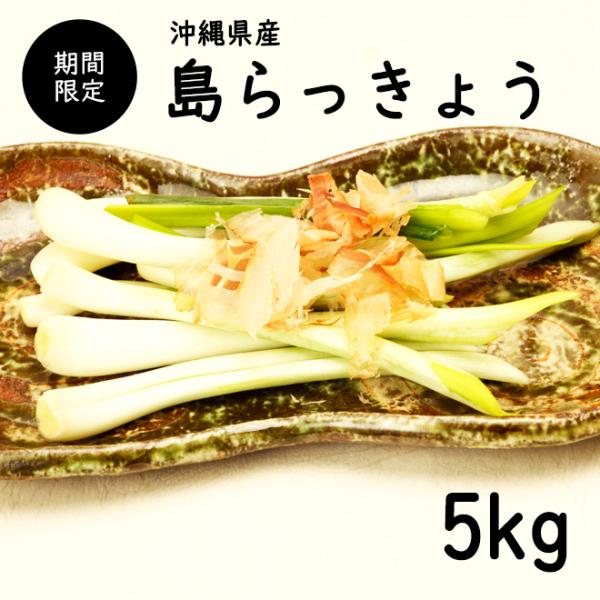 【送料無料】沖縄県産 島らっきょう5kg島らっきょうは伊江島の生産量が多く、赤土土壌の水はけが良く、沖縄の太陽、空気をたくさん浴び大きく育ちます。シャキシャキ食感で。様々な食べ方を楽しめる薄皮をむいて、島らっきょう塩漬け、甘酢漬け浅漬けや炒...
