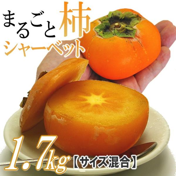 ` V[xbg R`Y ܂邲Ɗ`V[xbg 1.7kg ACX t[c