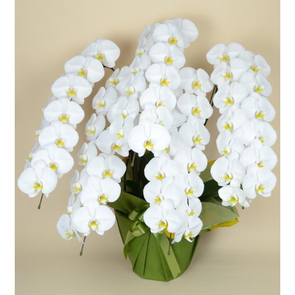 胡蝶蘭白大輪５本立ち６５輪以上豪華目立つお祝移転開業就任上場周年当選勲章劇場立派 1ww0513 Buyee Buyee 提供一站式最全面最專業現地yahoo Japan拍賣代bid代拍代購服務