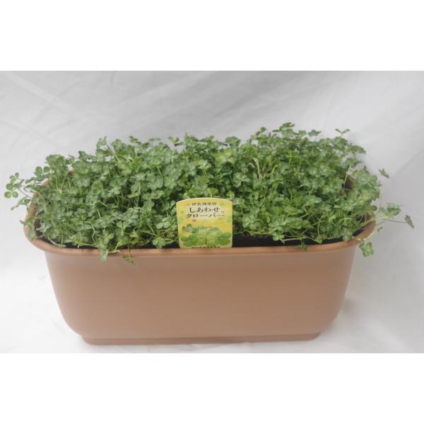 幸せ の 四つ葉 の クローバー プランター 植え込み 35センチ 鉢植え シロツメグサ 四つ葉のクローバー Buyee Buyee 일본 통신 판매 상품 옥션의 대리 입찰 대리 구매 서비스