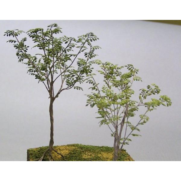 【SALE】和巧 1/35 A-20 ガジュマル