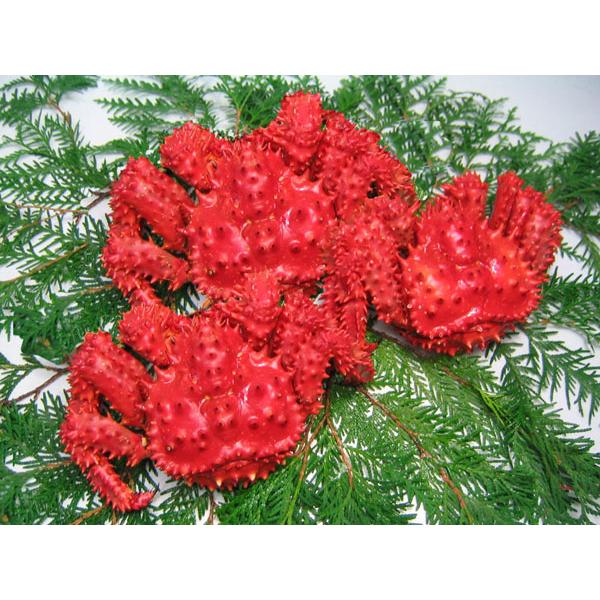 送料無料 根室産 花咲がに（500g）×3尾