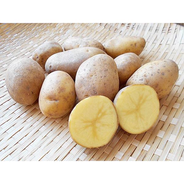 [Release date: October 10, 2025]【10月中旬から発送を開始します】ピルカは、メークィンに似た粘質で、煮くずれが少ないので煮物やカレーなどの煮込み料理に向いています。食味は男爵いもと同じように、ほくほくしていま...