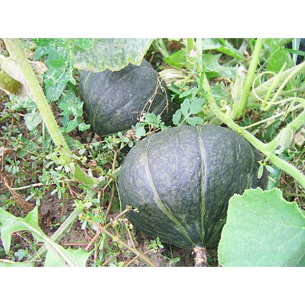 九重栗・栗味かぼちゃ 10kg (5〜7玉)×1箱 北海道産南瓜 出荷時期：9