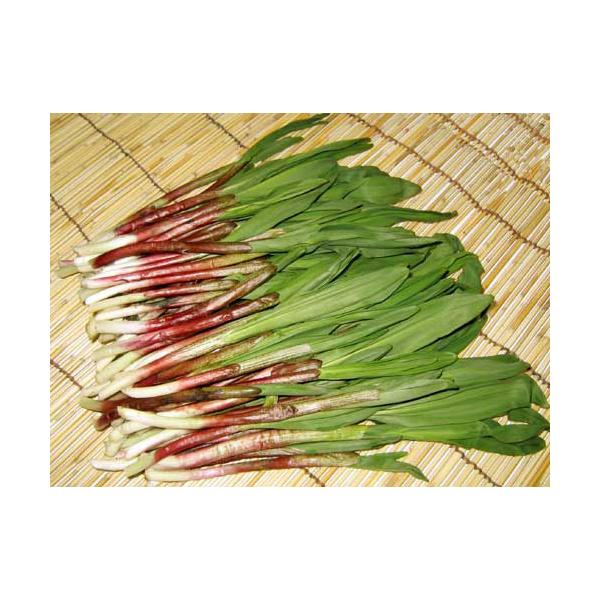 [Release date: April 20, 2026]【4月中旬から出荷を開始します】北海道の春を代表する山菜、ギョウジャニンニクは、強烈なニンニク臭のある硫化アリル成分を、たっぷりと含む健康野菜です。早朝から山へ分け入って採取した天...