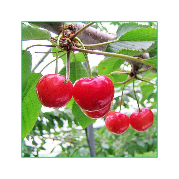 [Release date: July 25, 2026]【７月下旬から発送を開始します】大粒で果肉が硬く緻密で、糖度が高い紅秀峰は、佐藤錦と大粒品種の天香錦を交配選抜した品種で、追熟が比較的ゆっくりしているため、完熟状態で収穫できるさくら...