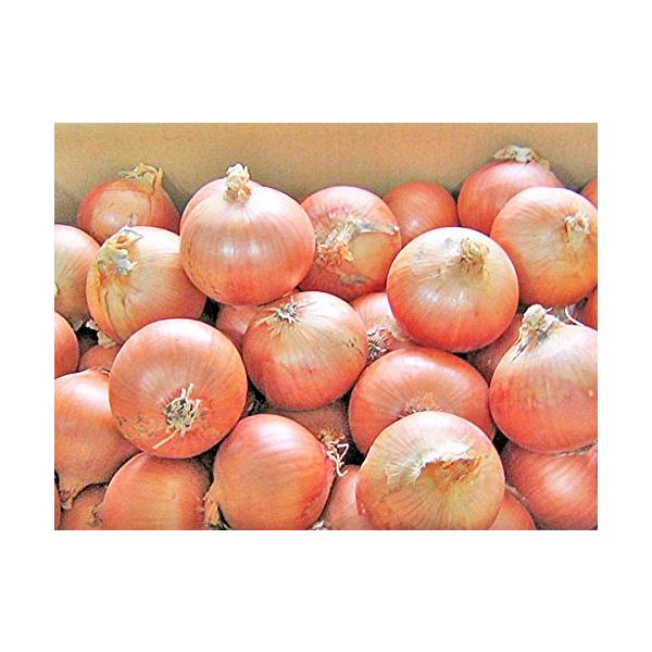 [Release date: September 10, 2025]【9月上旬から発送を開始します】硫化アリルを豊富に含む玉葱は、便利な健康食品です。甘味と辛味が強く、香りも強い北海道の玉ねぎを、毎日の食卓にお役立てください。【商品内容】◆...