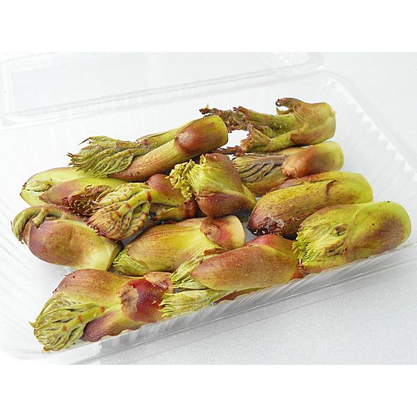 [Release date: May 10, 2026]【5月中旬から出荷を開始します】タラノ芽は、ウコギ科のタラノキの新芽で、甘味があり、山菜特有のほろ苦さが好まれ、天ぷら等にすると、とても美味しい春の山菜です。【商品内容】◆天然タラノ芽...