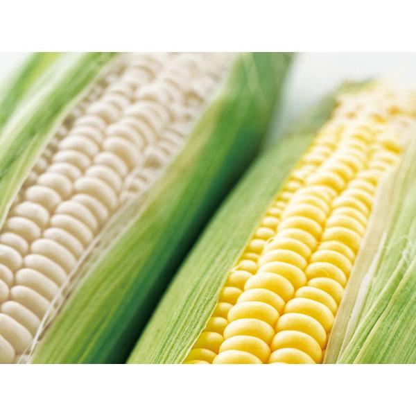 白と黄色のとうもろこしセット（各5本 計10本）北海道産 出荷時期：8