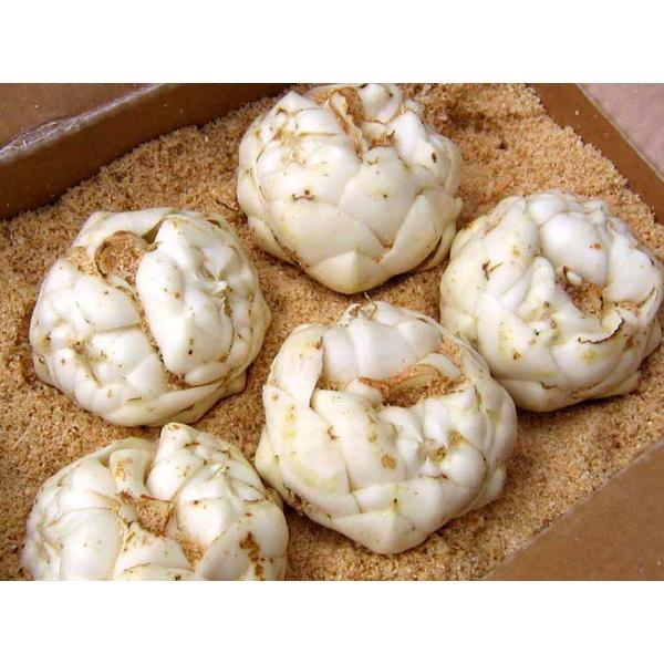 ゆり根（秀 L〜2L）2kg 北海道産 ユリ根 出荷時期 9〜12月 : 旬をお