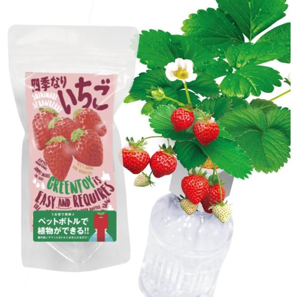 室内 栽培キット いちご 簡単 ペットボトルで育てる栽培セット 野菜 自由研究・ペットボトルとお水を使って、お部屋で野菜やハーブの収穫が楽しめる栽培キットです。・お部屋の中で育てるので、季節を問わず１年中栽培することができます。・初心者でも...