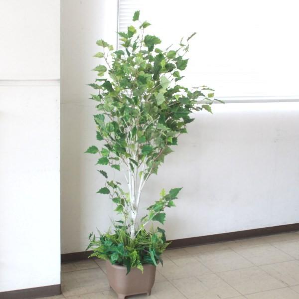 完売：白樺の鉢植え No.16