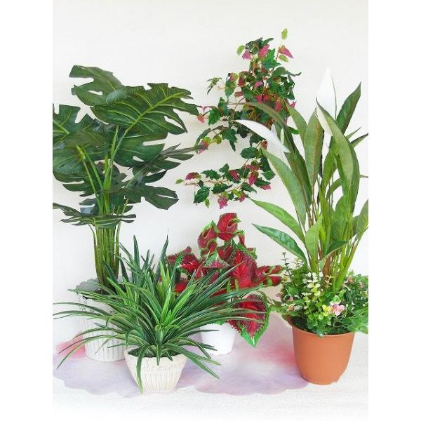  ~hCeAO[ VNt[ CTG} mgr