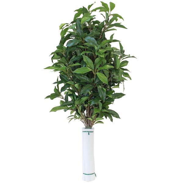   VL~    85cm {   VNt[ ފ ~ d     CTG} bgr