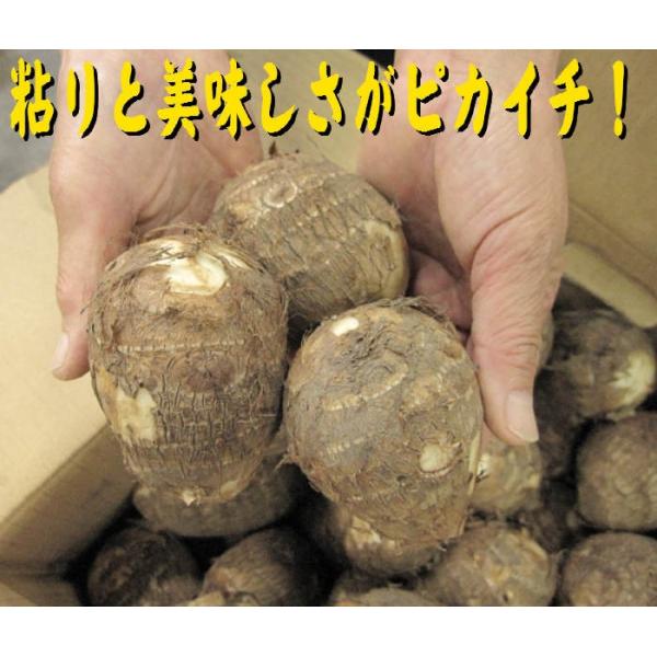 ネットリした上市の里芋 L5kg : 富山の清水ドットコム - 通販 - Yahoo