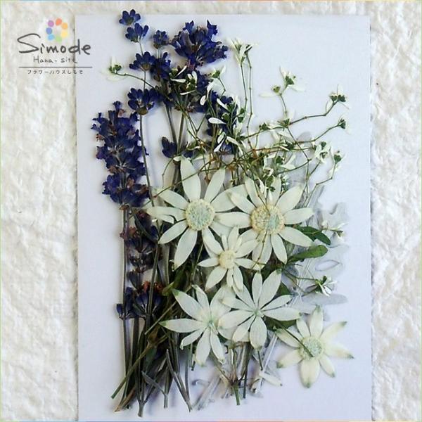 押し花素材 お花畑セット シロタエギク5枚 ラベンダー5本 フランネルフラワー5枚 ユーフォルビア5枚 レジンなどハンドメイド Diy素材にピッタリ Buyee Servis Zakupok Tretim Licom Buyee Pokupajte Iz Yaponii