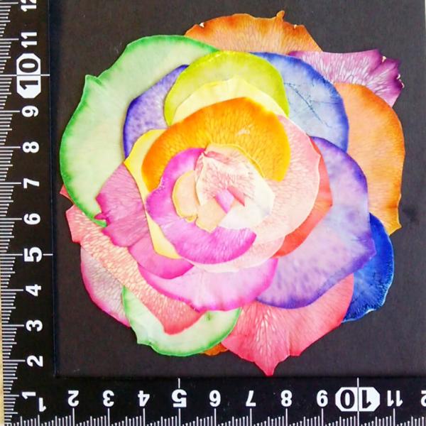 押し花素材 バラの花びら レインボー 組み立て１輪 レジン 押し花額などハンドメイド Diy素材としてピッタリです Buyee Buyee บร การต วกลางจากญ ป น ซ อจากประเทศญ ป น