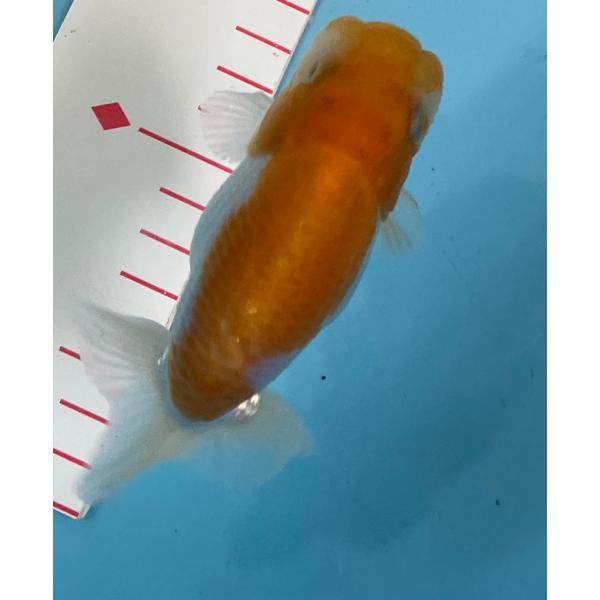 らんちゅう　当歳魚　更紗　11cm オスメス不明