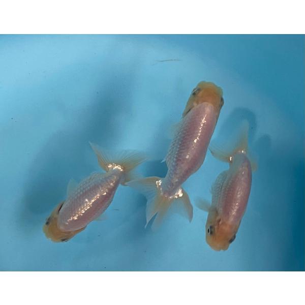 らんちゅう　当歳魚　白系　3匹セット　9cm前後