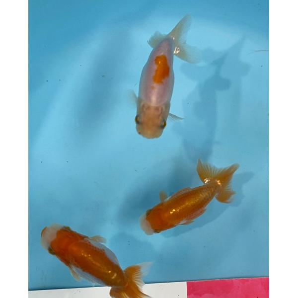 らんちゅう　当歳魚　更紗　3匹セット　約9cm