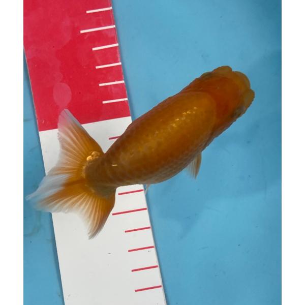 らんちゅう　素赤　10cm  オスタイプ