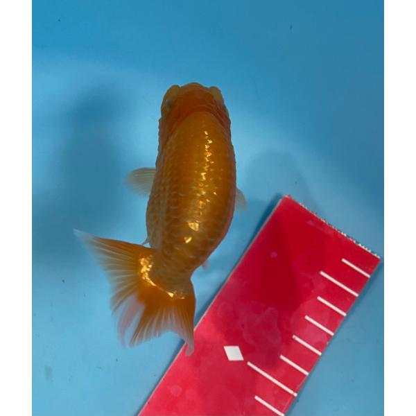 らんちゅう　赤系　10cm  当歳魚　