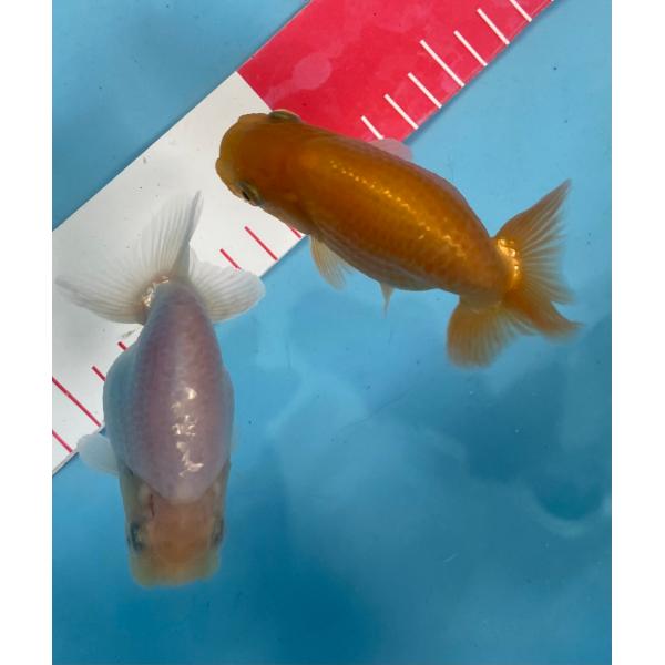 らんちゅう　当歳魚2匹　紅白セット