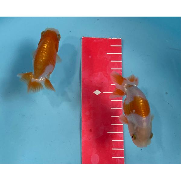 らんちゅう 当歳魚　2匹セット　約9cm10cm