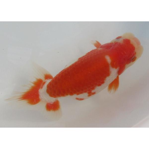 金魚 らんちゅう更紗１２ｃｍ 性別不明 Buyee Buyee 提供一站式最全面最專業現地yahoo Japan拍賣代bid代拍代購服務bot Online