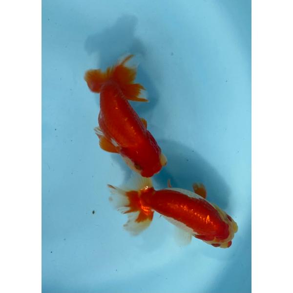 らんちゅう　更紗2匹セット　13cm