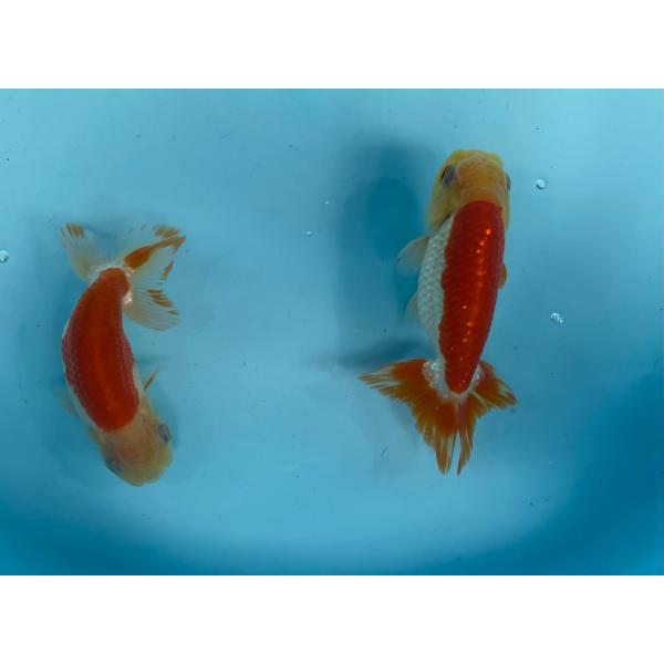 らんちゅう　更紗かつぶし2匹セット　13cm