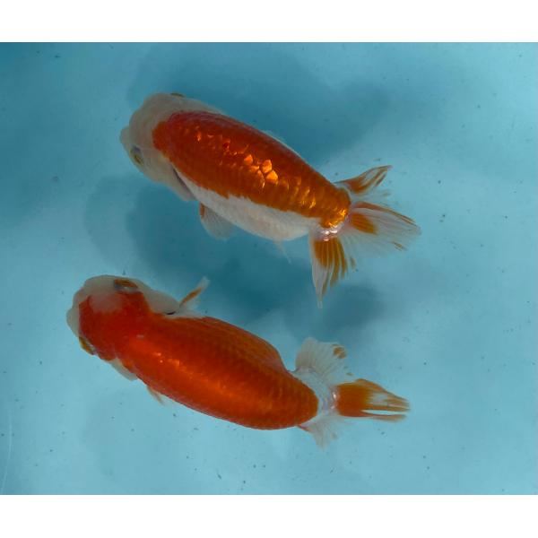 らんちゅう　更紗2匹セット　13cm