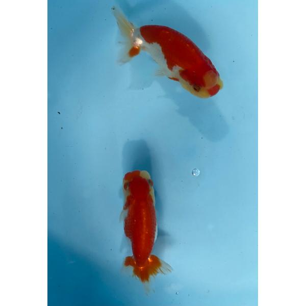 らんちゅう　2匹セット　更紗　1２cm