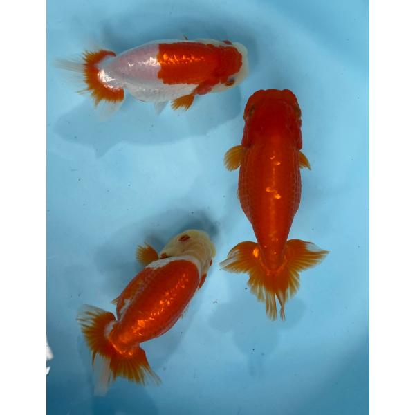らんちゅう　オスメス3匹セット　12〜14cm