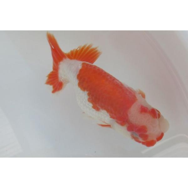 金魚 らんちゅう更紗１２ｃｍ オスのようです Buyee Buyee 提供一站式最全面最專業現地yahoo Japan拍賣代bid代拍代購服務bot Online