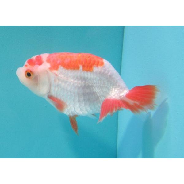 金魚 らんちゅう更紗１２ｃｍ オスのようです Buyee Buyee 提供一站式最全面最專業現地yahoo Japan拍賣代bid代拍代購服務bot Online