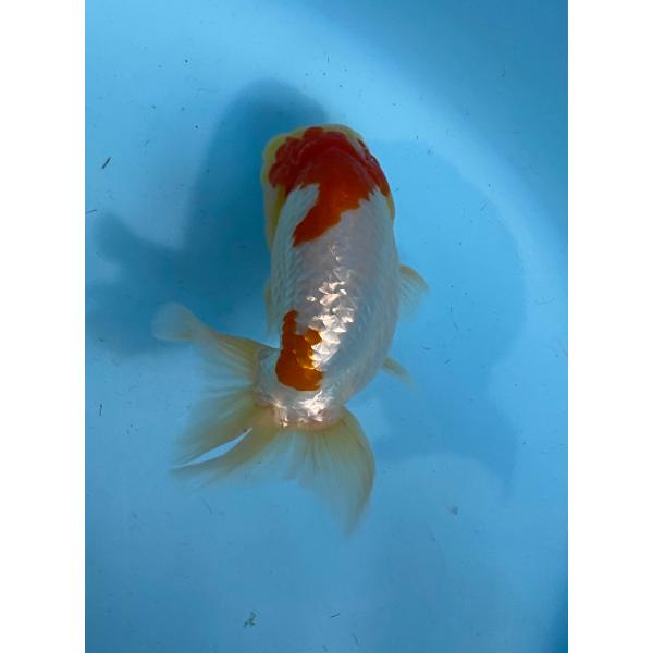 らんちゅう　更紗　袈裟柄13cm オス