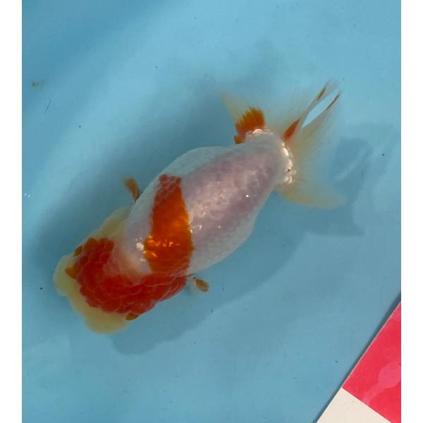 らんちゅう　更紗　袈裟柄15cm  メス