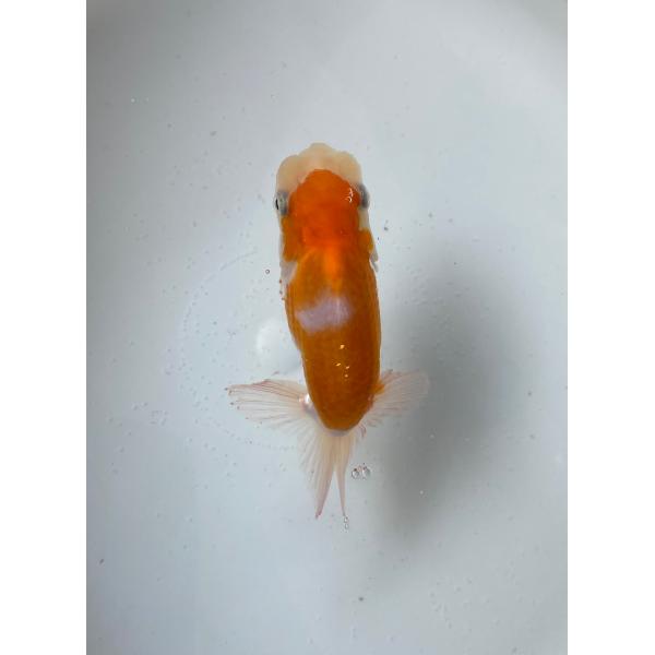 上見まあまあです、背腰きれいです、口に難あり。針子の時、口を痛めたみたいです。舟で飼育する分には良いと思いますが水槽では不向きかと思います。