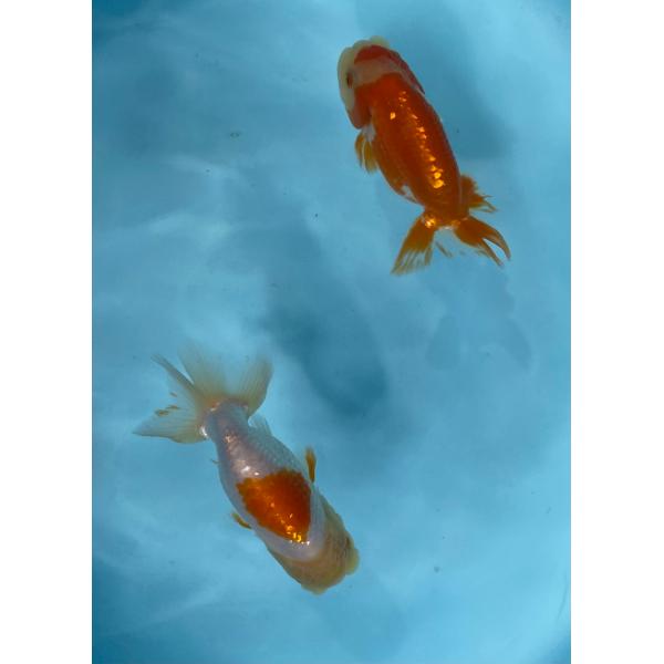 らんちゅう　2匹セット　11〜12cm