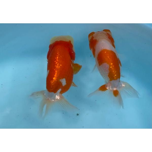 らんちゅう　オスメス2匹セット　13cm