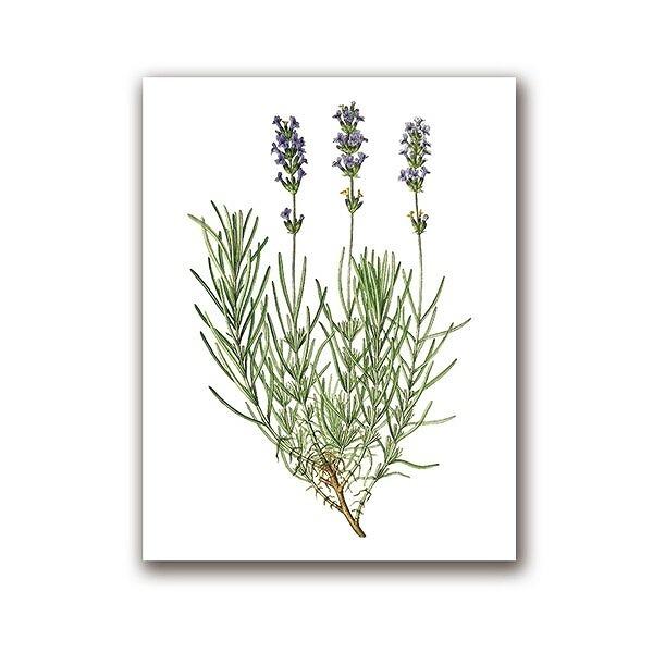 アートポスター おしゃれ ポスター 絵画 壁 絵 植物 花シリーズ ラベンダー デザインno 1 A3 Ska 1 スケッチ 通販 Yahoo ショッピング